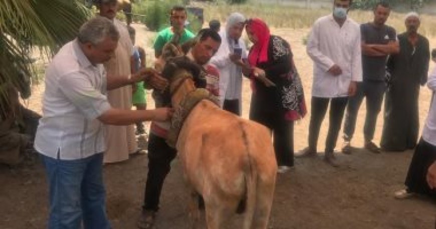 بيطري الغربية: تحصين 41 ألف رأس ماشية ضد الحمى القلاعية والوادي المتصدع